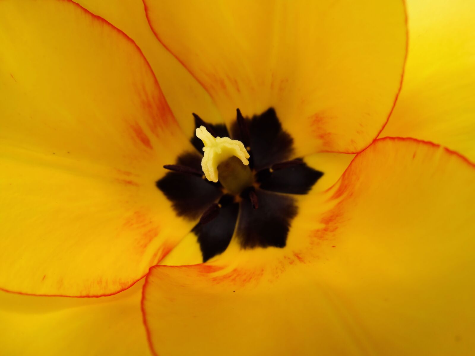 Sony Cyber-shot DSC-HX300 sample photo. Tulip, floral, flower photography