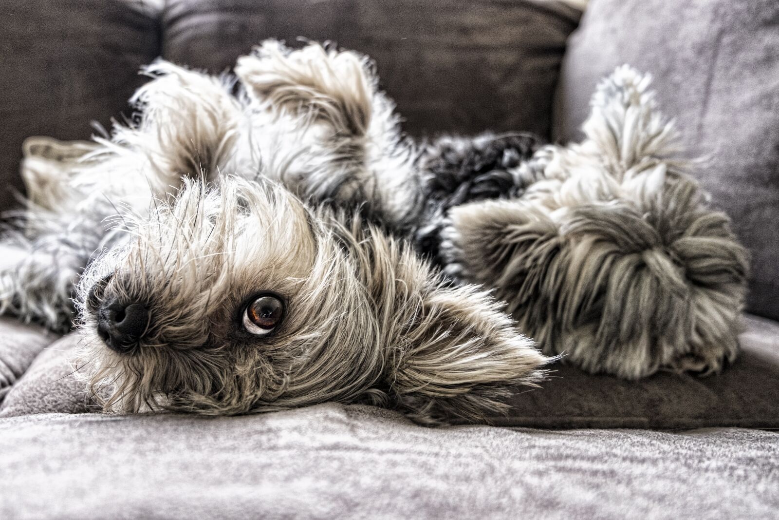Fujifilm XC 16-50mm F3.5-5.6 OIS II sample photo. Dogs, eye, face photography