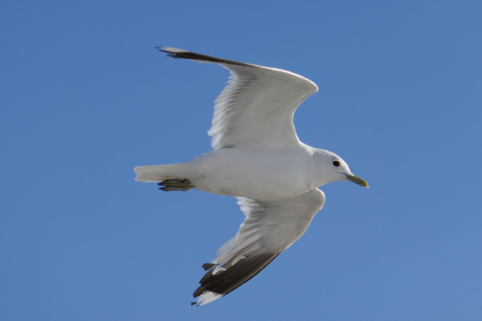 Panasonic DMC-TZ101 sample photo. Seagull, bird, water bird photography