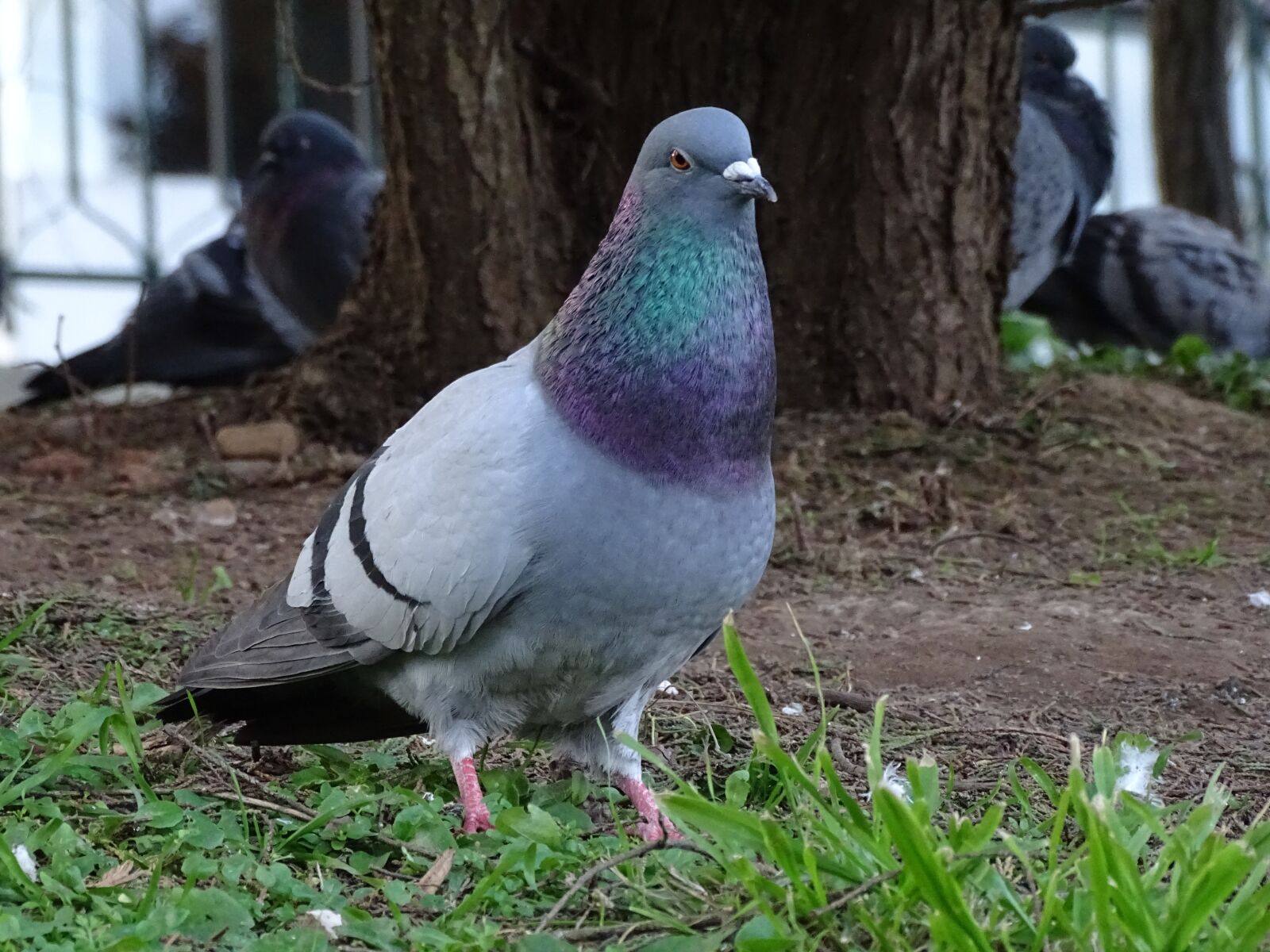 Sony Cyber-shot DSC-HX400V sample photo. Pigeons, domestic, ave photography