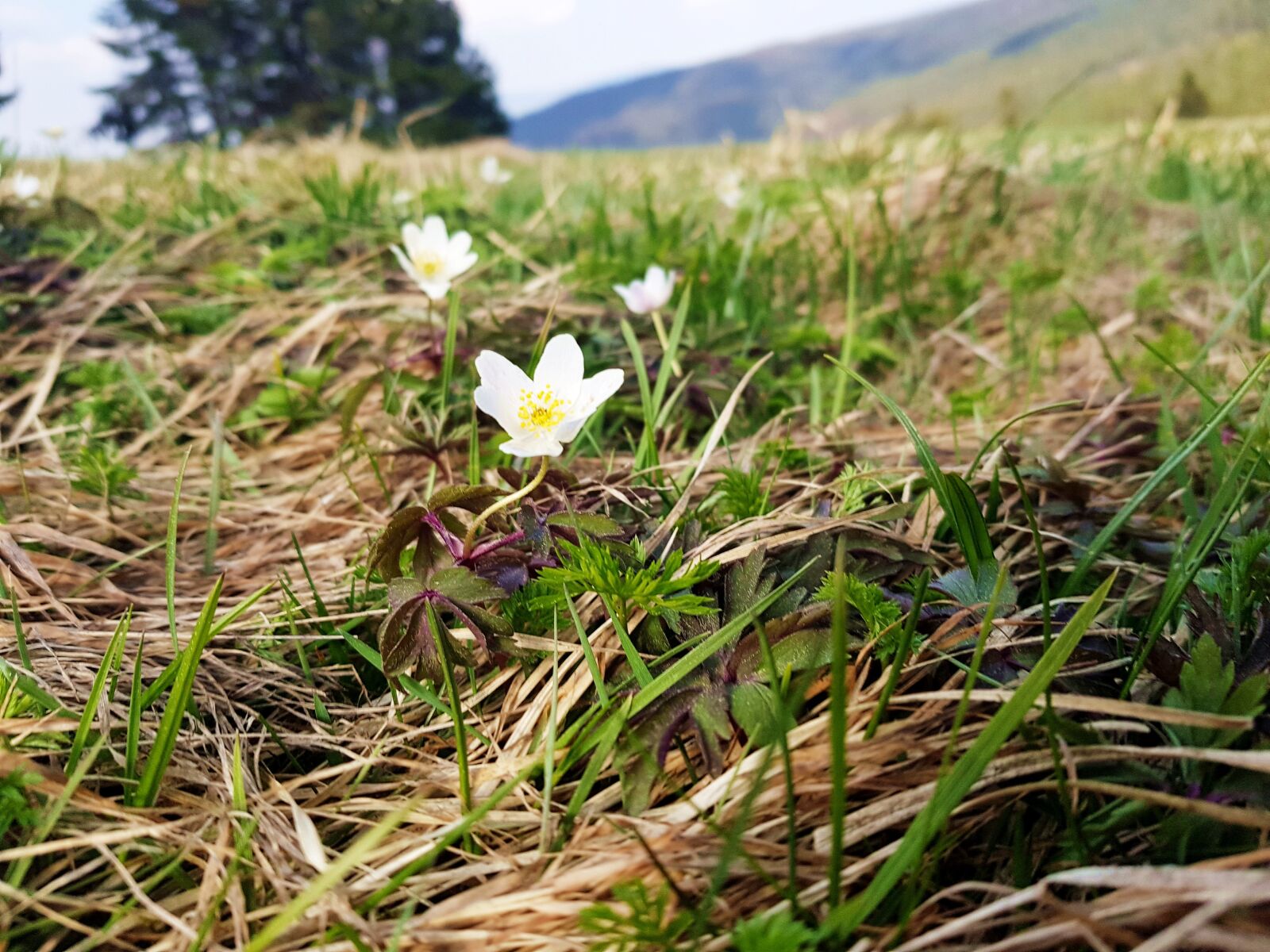 Samsung Galaxy S8+ sample photo. Wood anemone, flower, mountains photography