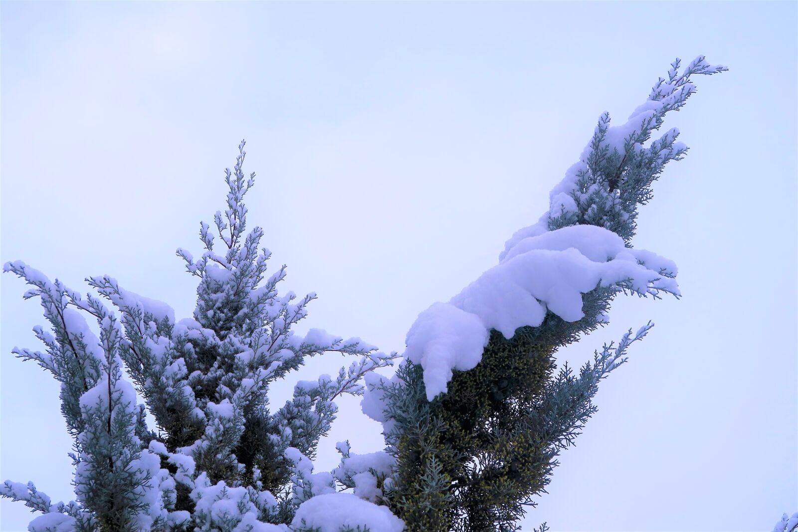 Canon PowerShot G7 X sample photo. Snow, winter, tree photography