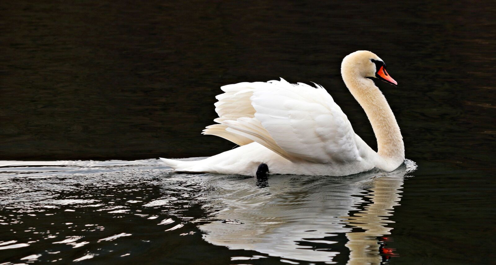 Canon EOS 80D sample photo. Lake, water, swan, bird photography