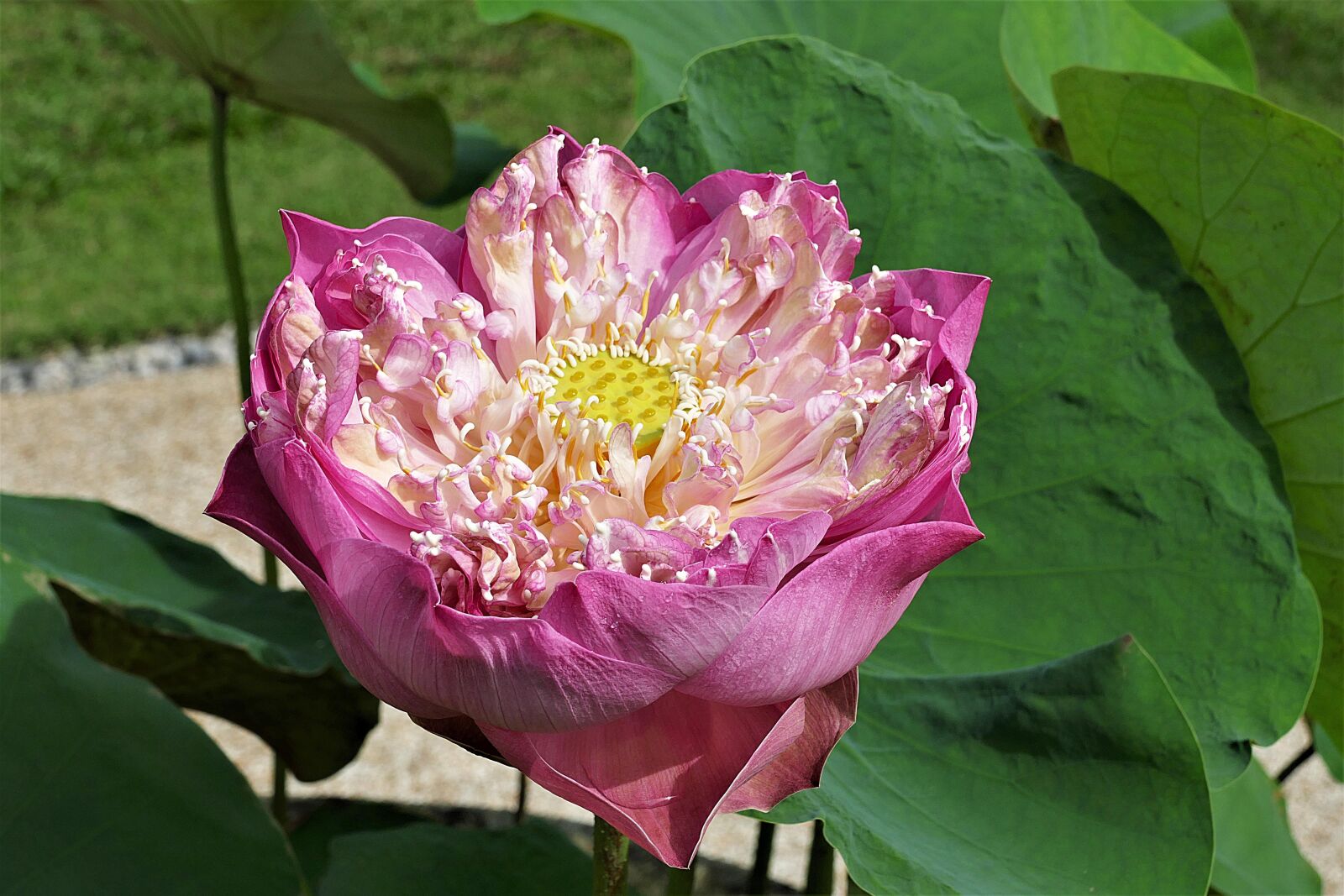 Panasonic Lumix DMC-FZ1000 sample photo. Lotus, blossom, bloom photography