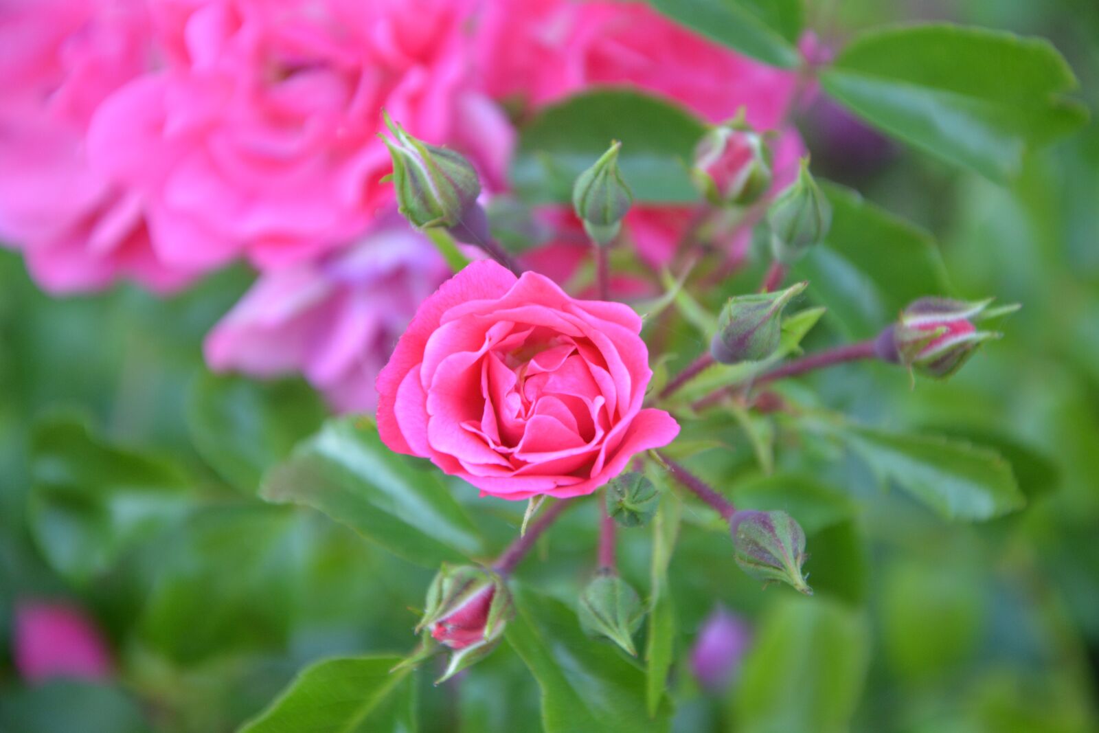 Nikon D5200 sample photo. Rose bud, rosebush, pink photography