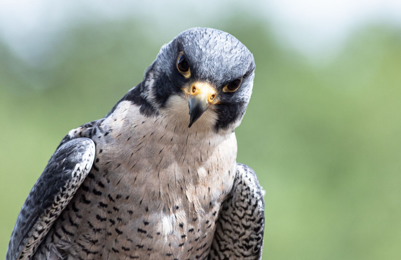 Canon EF 70-300mm F4-5.6 IS USM sample photo. Falcon, bird, raptor photography
