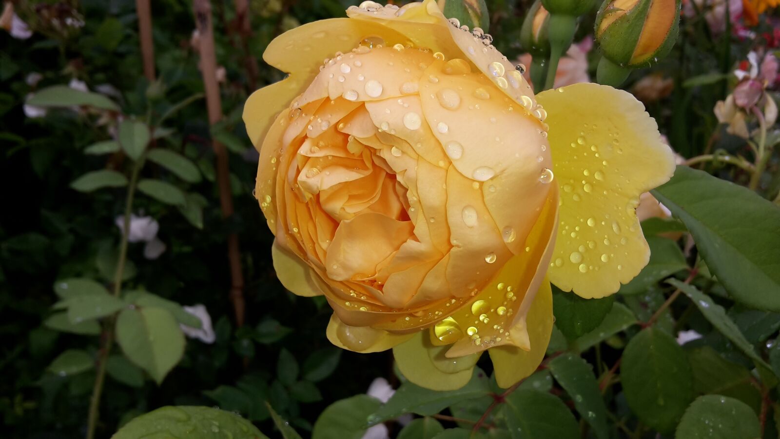 Samsung Galaxy S5 Mini sample photo. Rose, yellow, yellow roses photography