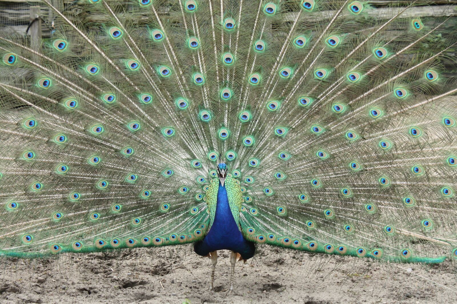 Canon EOS 450D (EOS Rebel XSi / EOS Kiss X2) sample photo. Peacock, feathers, colorful photography
