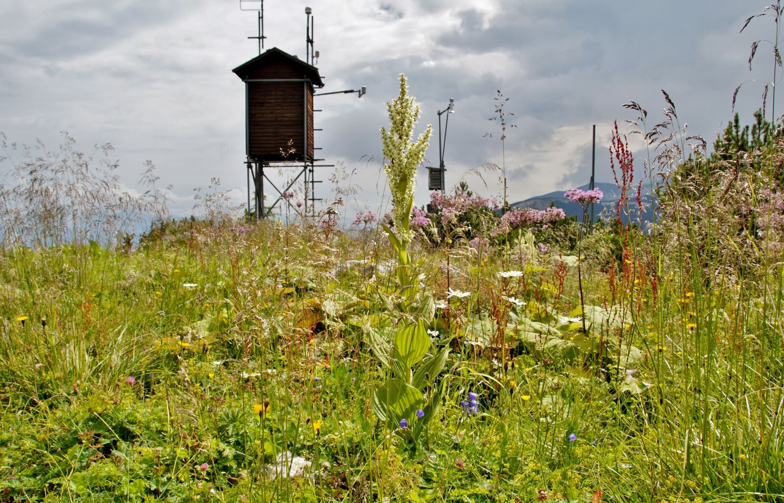 Sony SLT-A58 sample photo. Alps, alpine, the flora photography