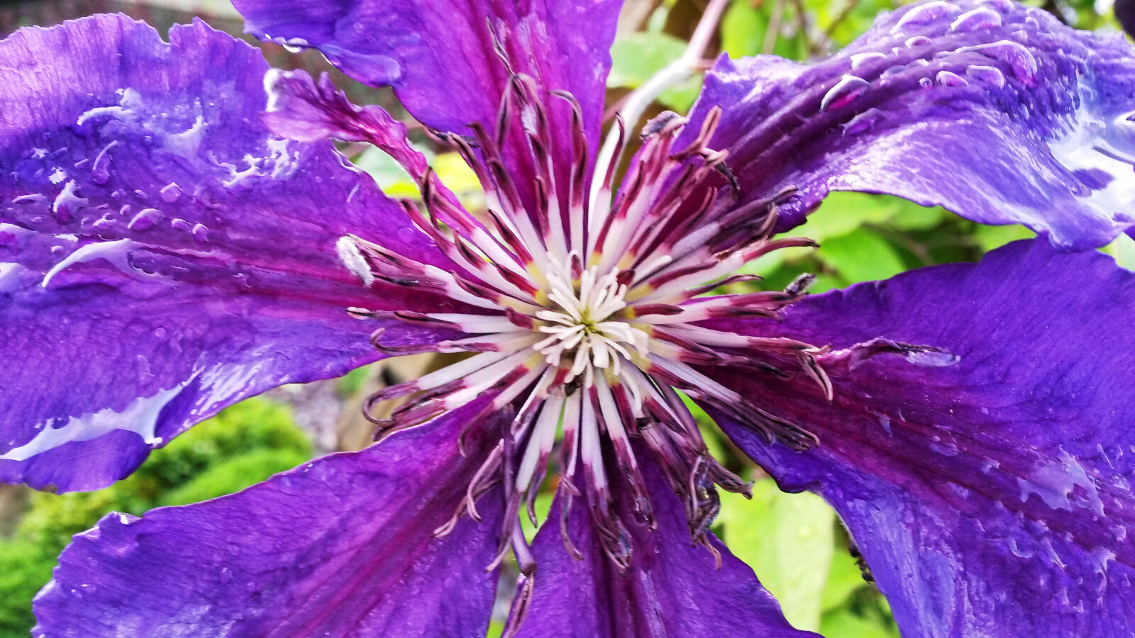 Samsung Galaxy S4 Mini sample photo. Flower, nature photography