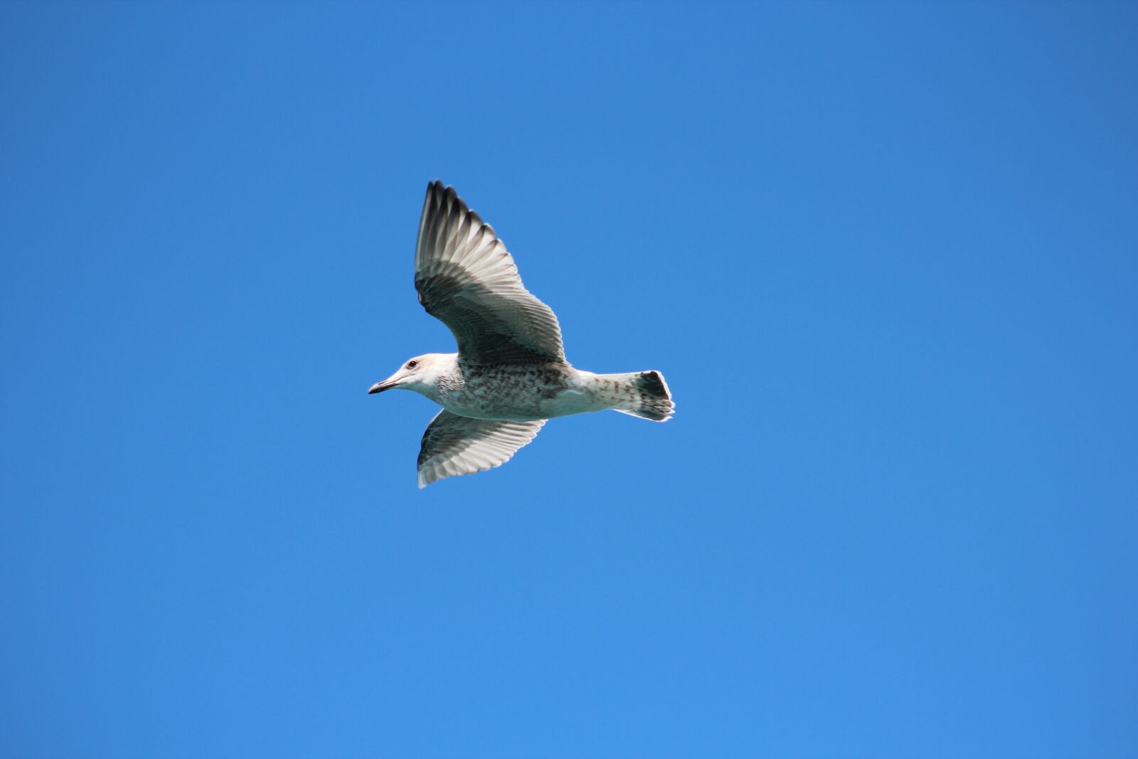Canon EF 75-300mm f/4-5.6 USM sample photo. Bird, nature, flight photography
