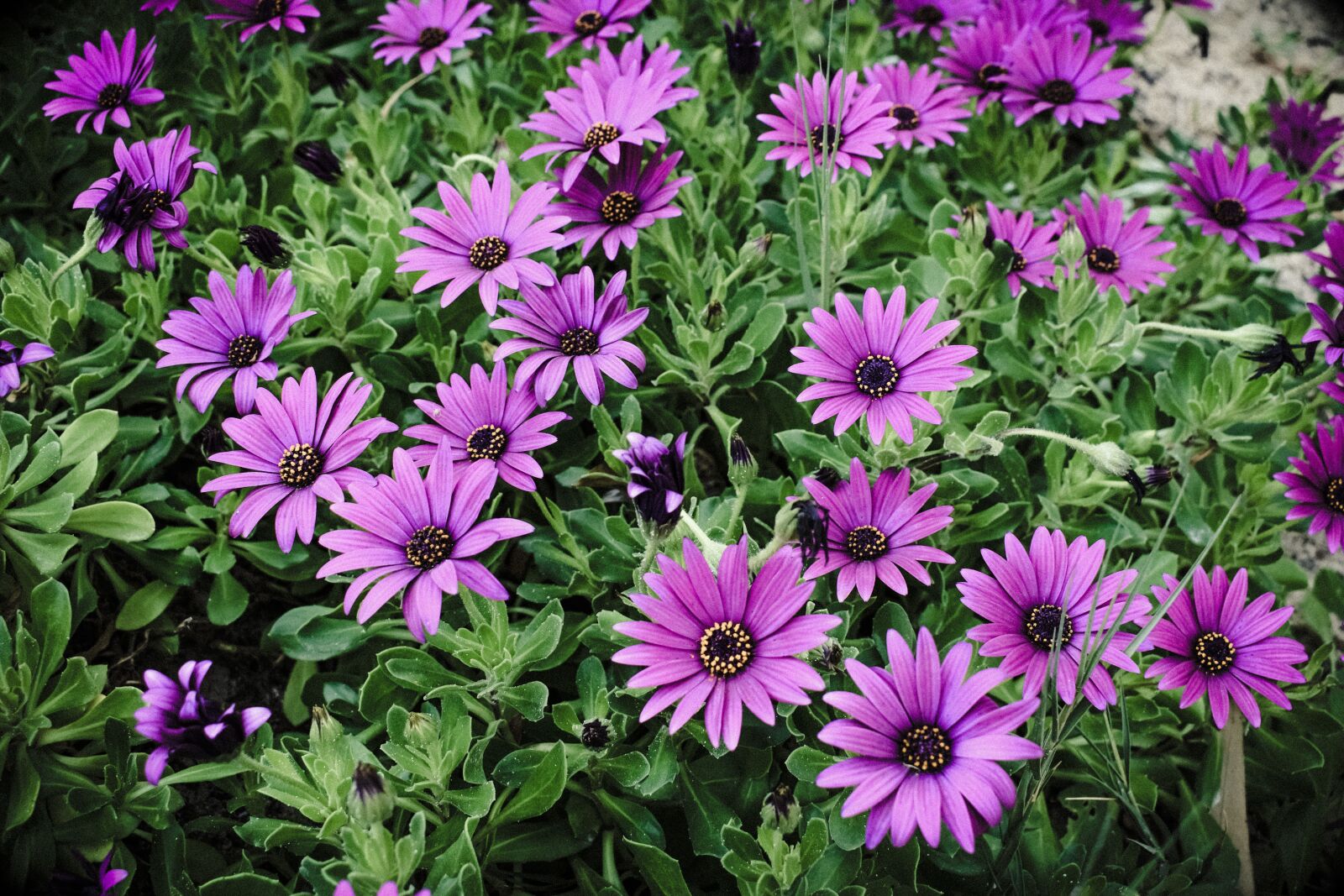 Nikon D3300 sample photo. African daisy, osteospermum, garden photography