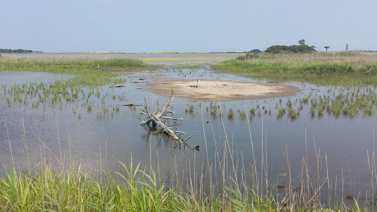 Samsung Galaxy S4 sample photo. Beach, driftwood, nature photography