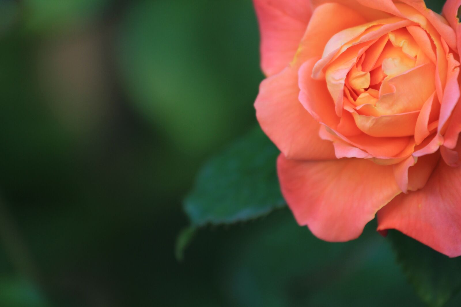 Canon EOS 550D (EOS Rebel T2i / EOS Kiss X4) sample photo. Flower, nature, rose photography