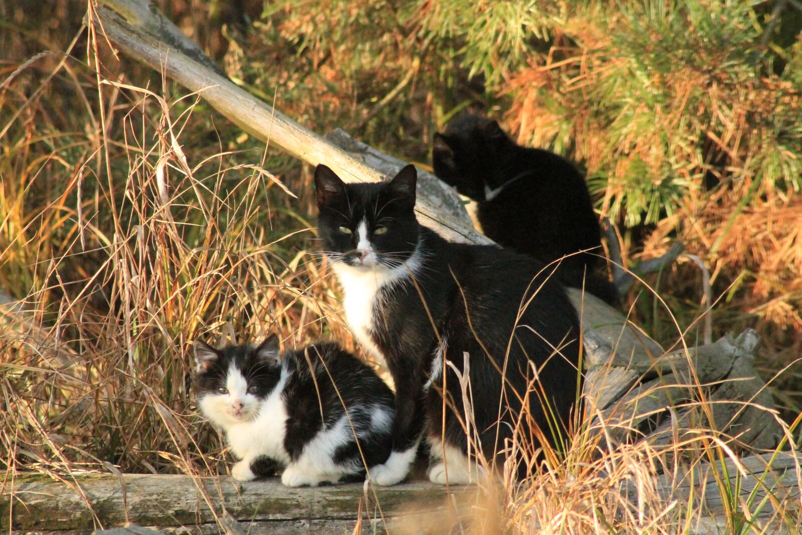 EF100-300mm f/5.6 sample photo. A normal cat, animal photography