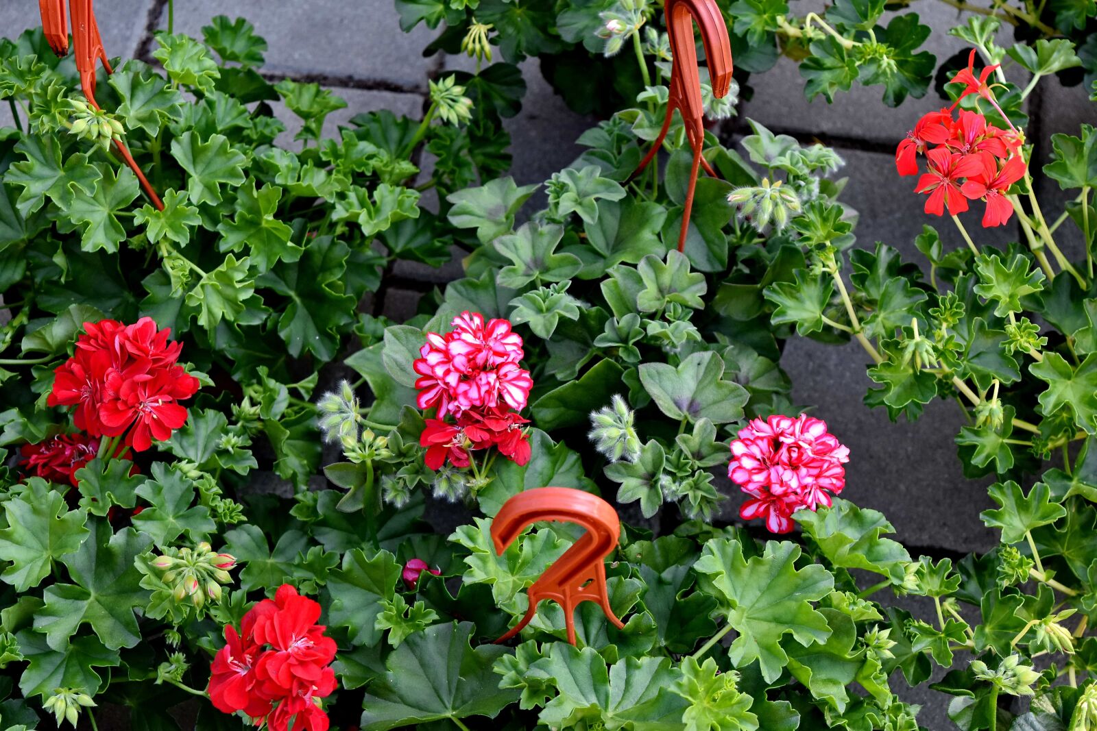 Nikon D5500 sample photo. Still life, nature, plant photography