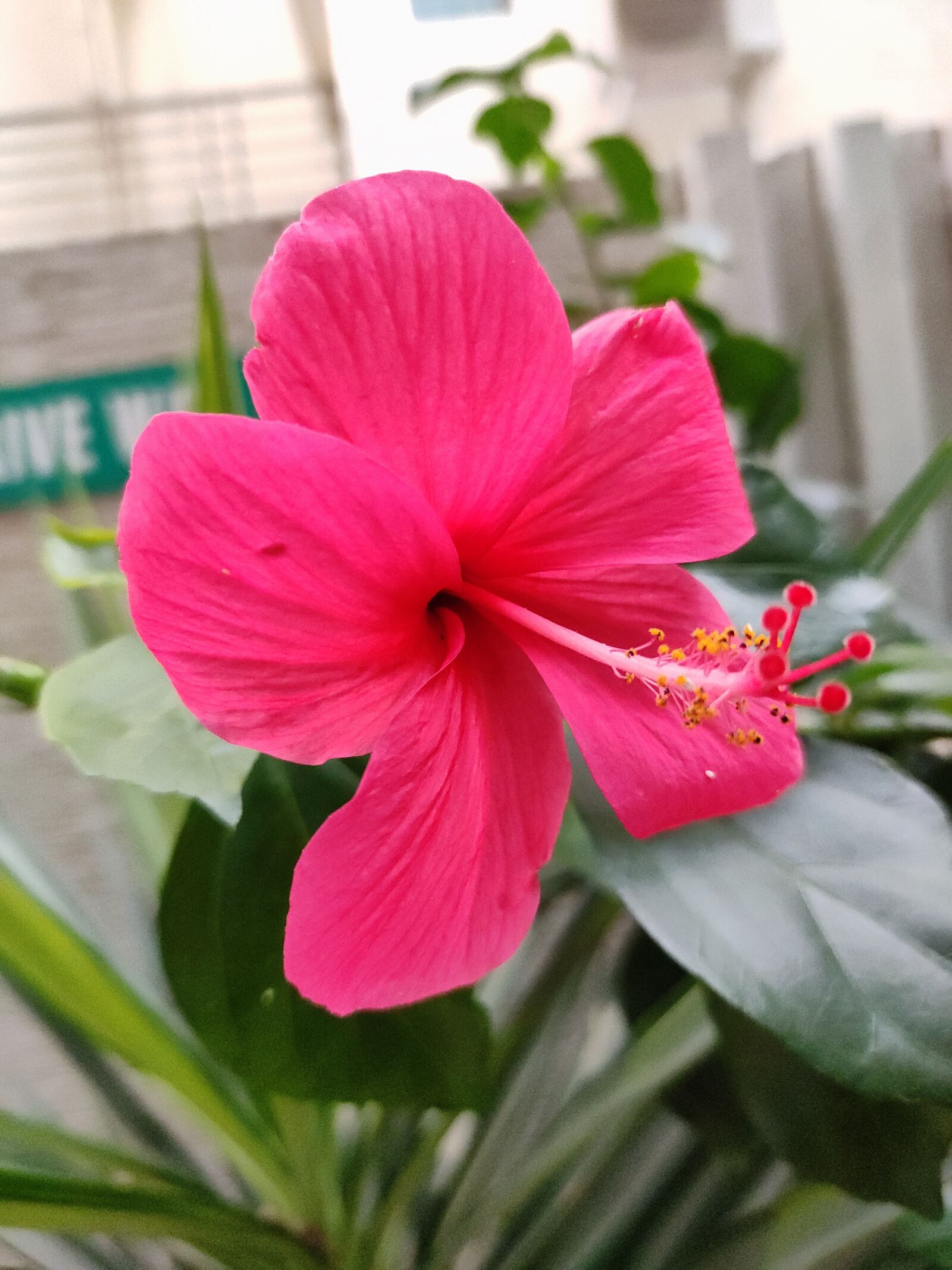 Xiaomi Redmi Note 7 Pro sample photo. Hibiscus, flower, red photography