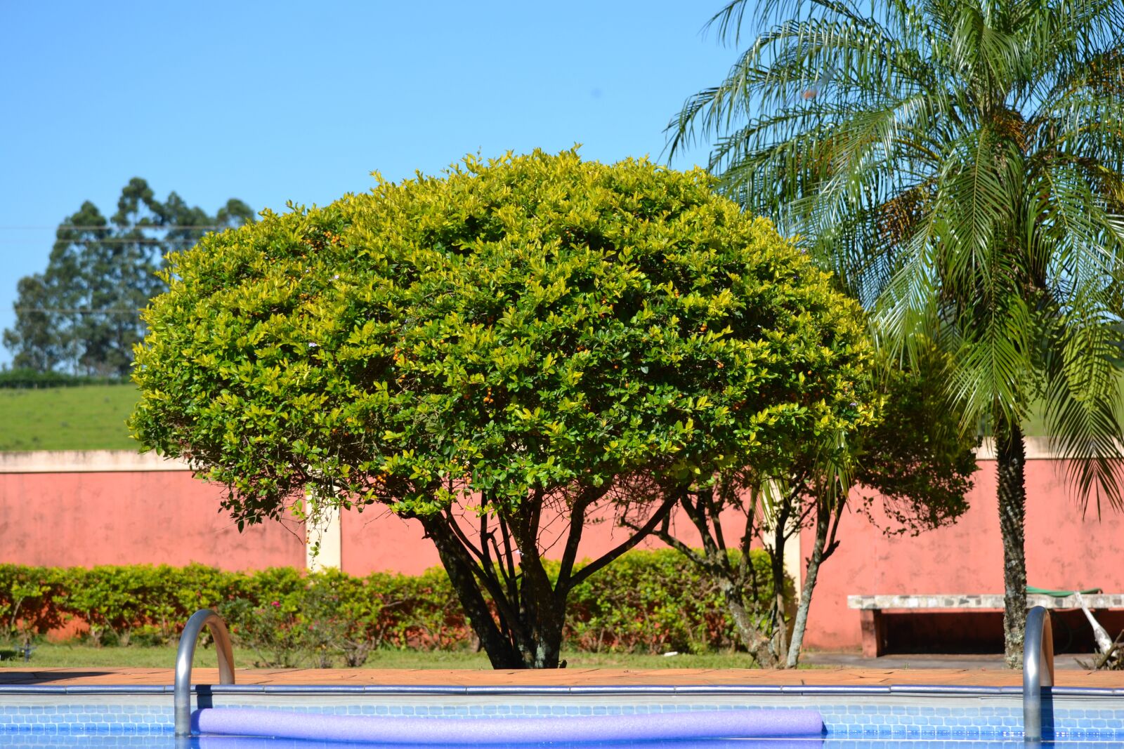 Nikon D3100 sample photo. Garden, tree, plant photography