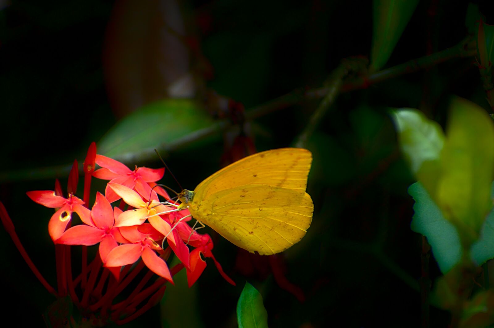 Nikon D7200 sample photo. Butterfly, flowers, insect photography