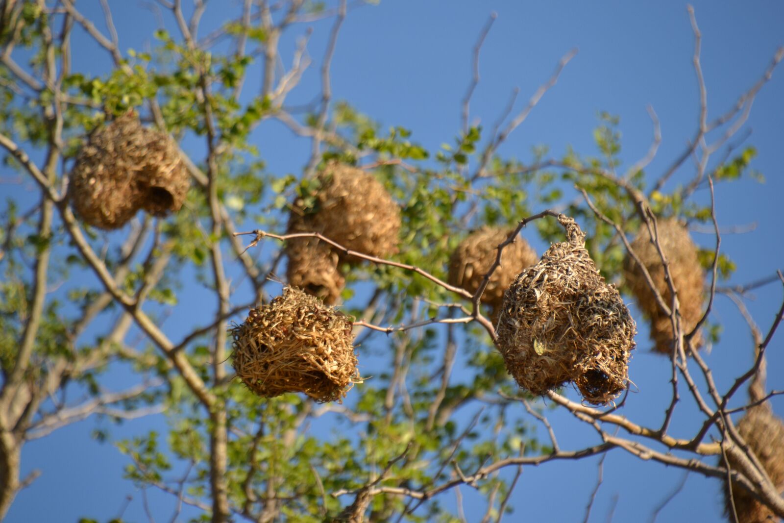 Nikon D3100 sample photo. Bird's nest, south africa photography