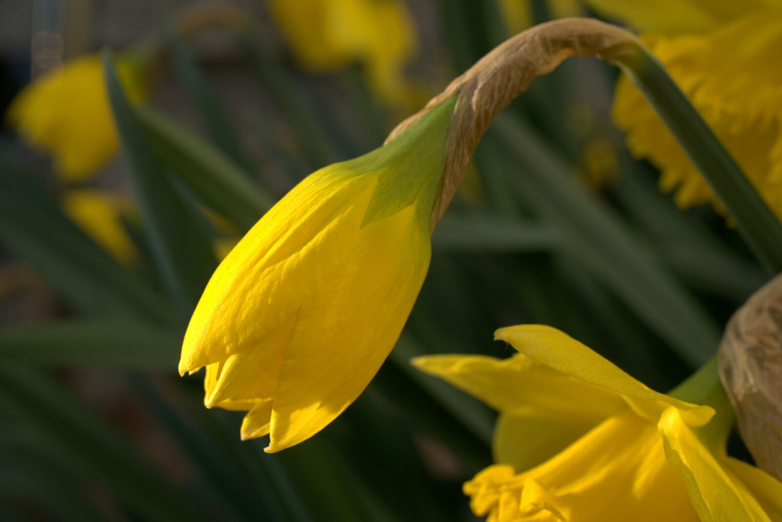 Sony a7 II sample photo. Narcissus, daffodil, yellow photography