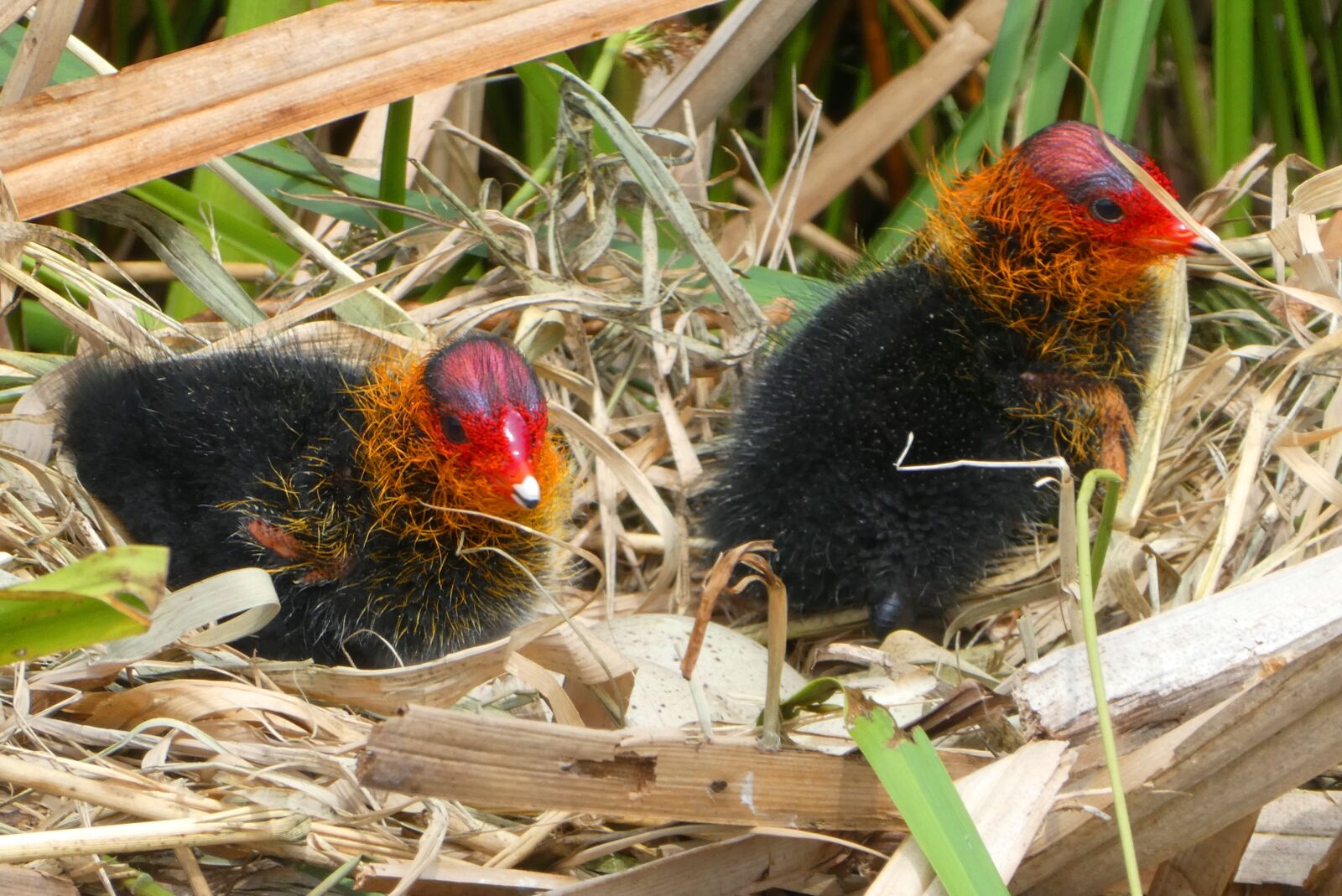 Panasonic Lumix DC-ZS70 (Lumix DC-TZ90) sample photo. Coot, chicks, nest photography