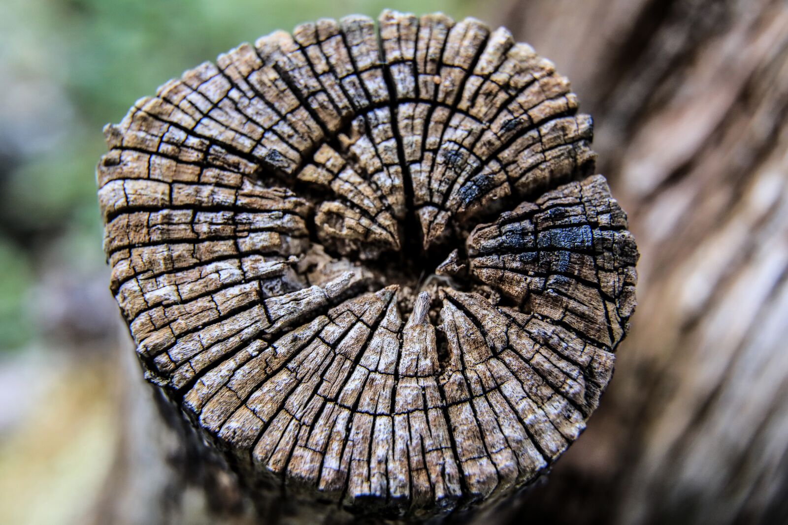 Wood u. Годичные кольца секвойи. Кольца ствола дерева. Годичные кольца древесины. Срез ствола дерева.