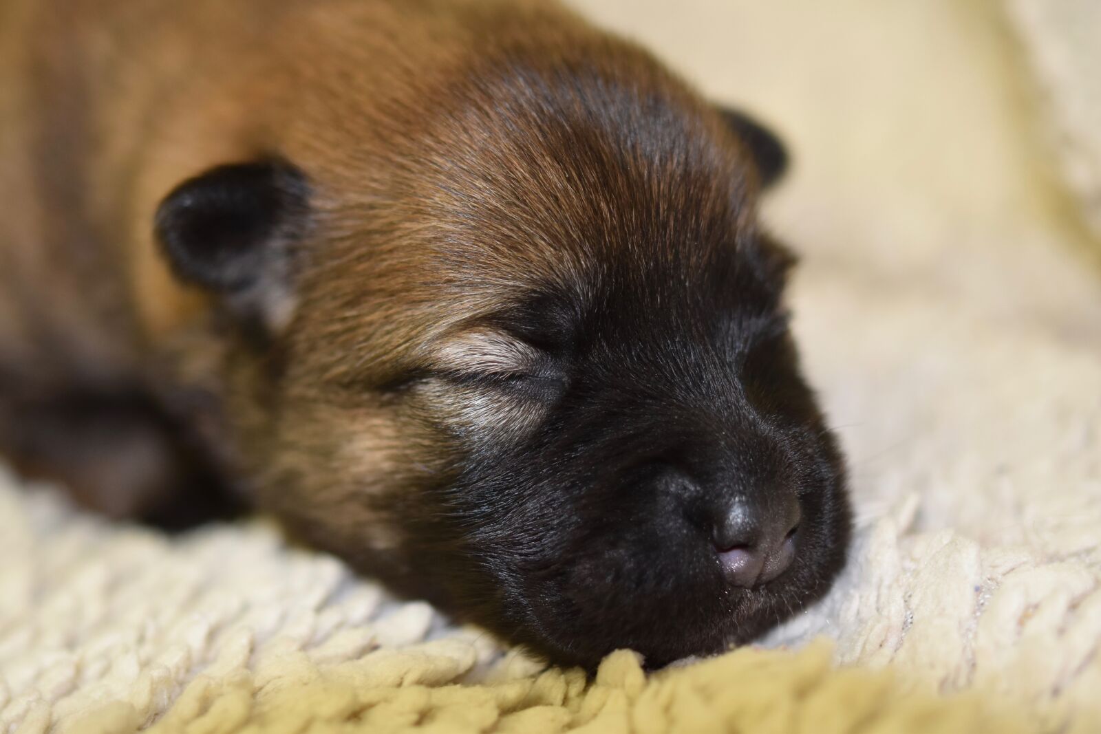 Nikon D5600 sample photo. Puppy, dog, pup photography