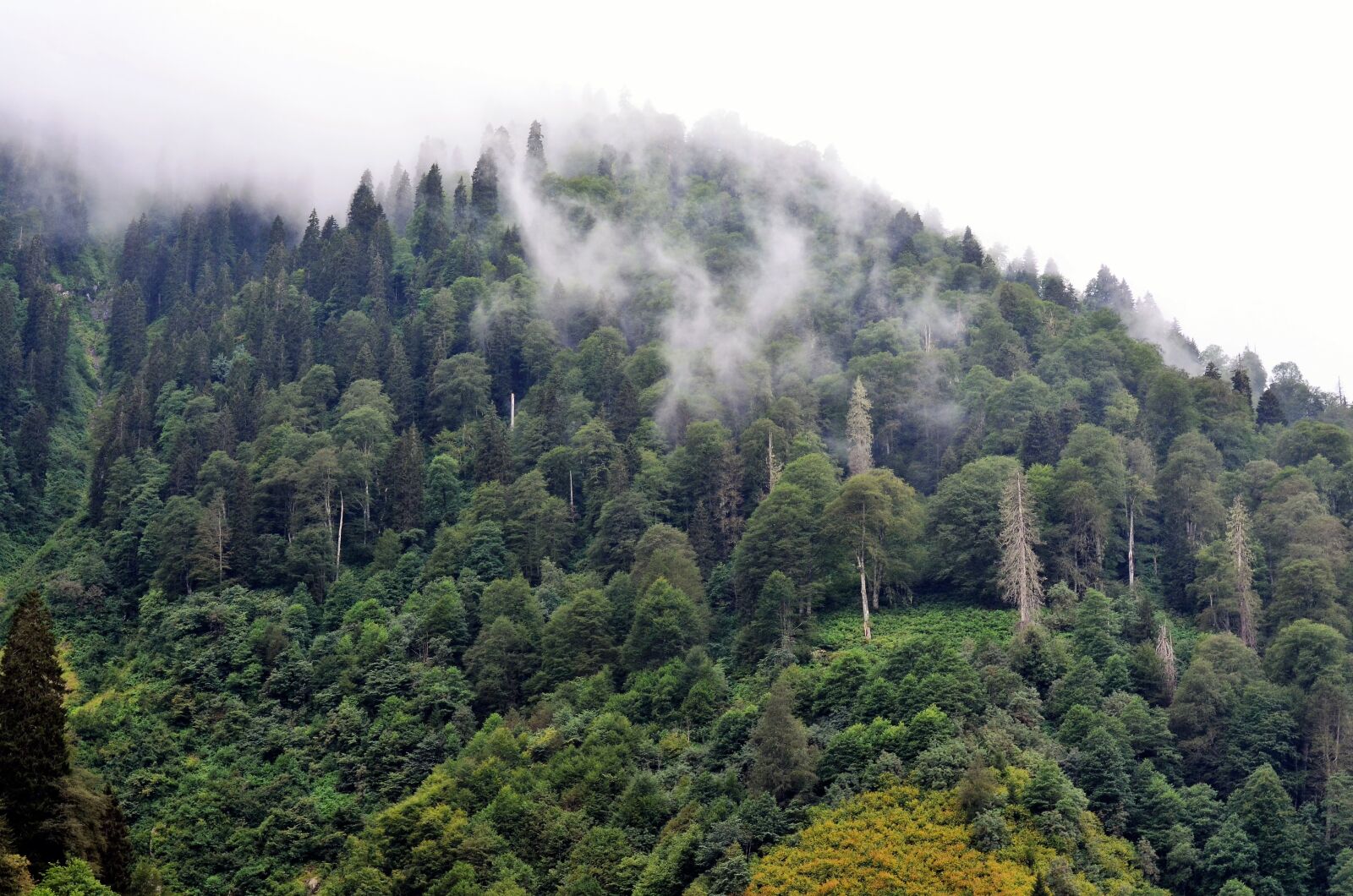 Nikon D5100 sample photo. Eastern black sea, rize photography