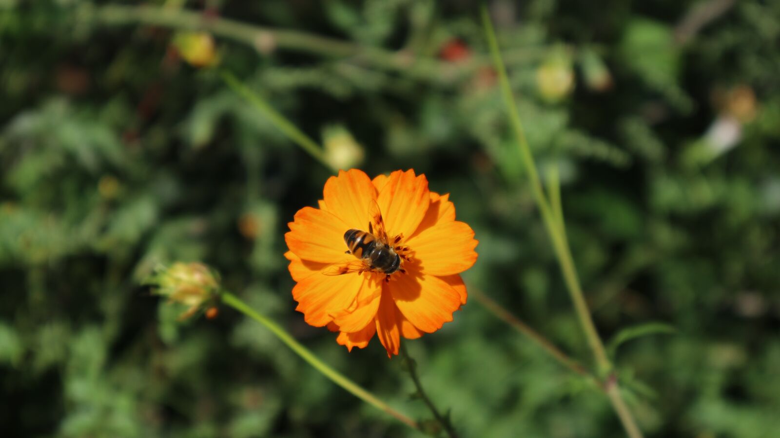 Canon EOS M100 sample photo. Flower, honey, nature photography