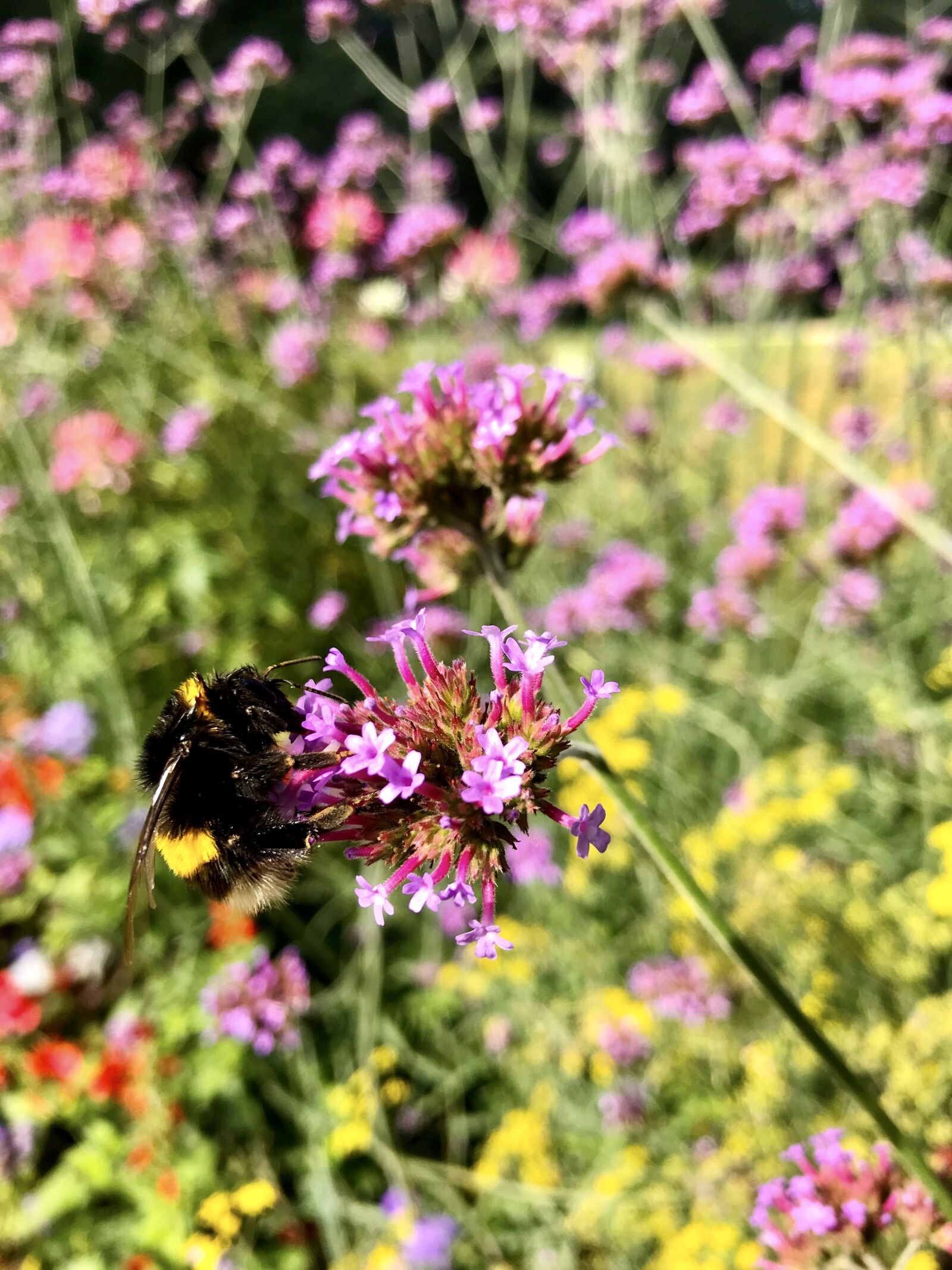 iPhone 7 back camera 3.99mm f/1.8 sample photo. Verbena, patagonian verbena, hummel photography