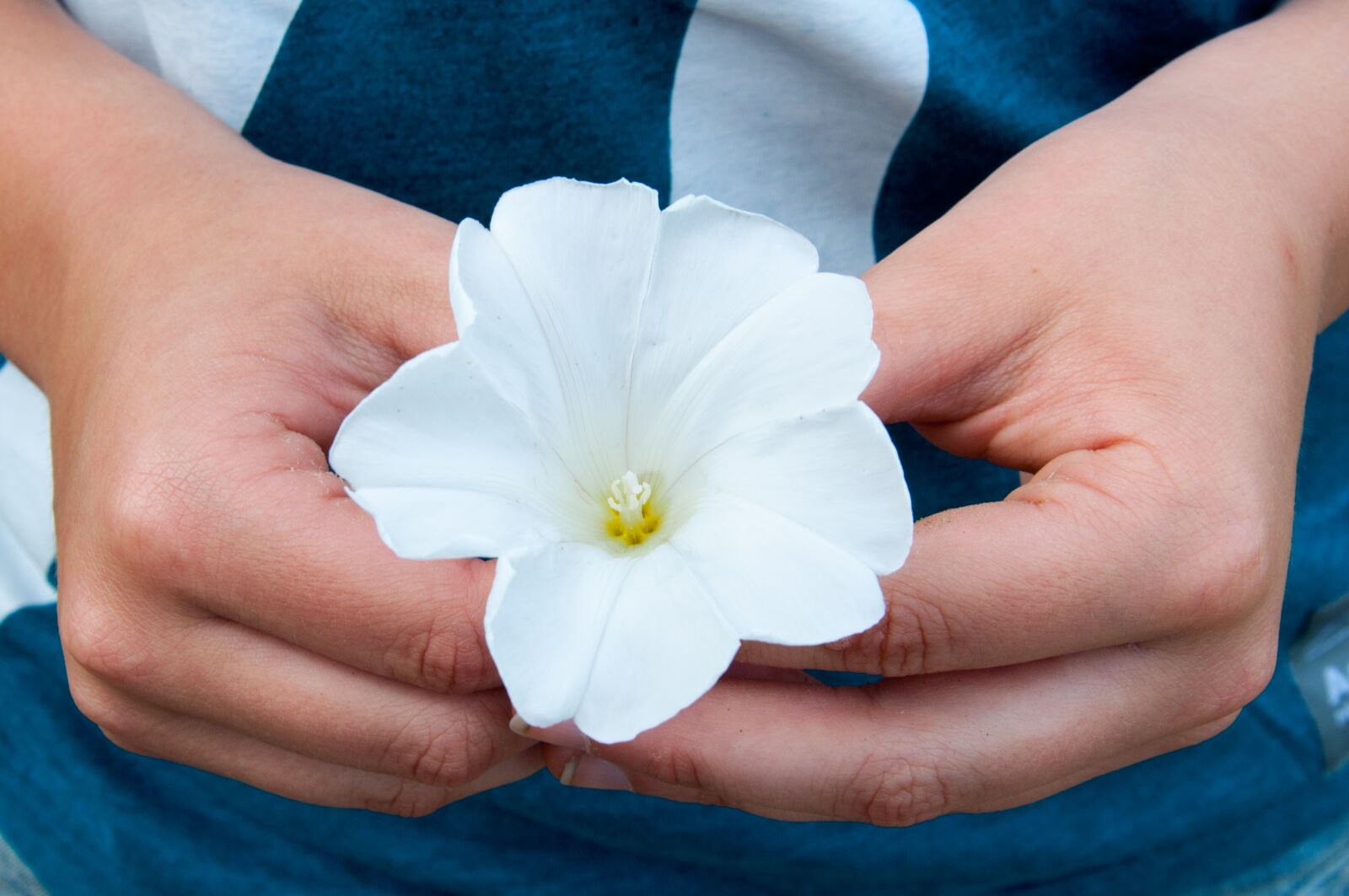 Nikon D90 sample photo. Flower, summer, blossom photography