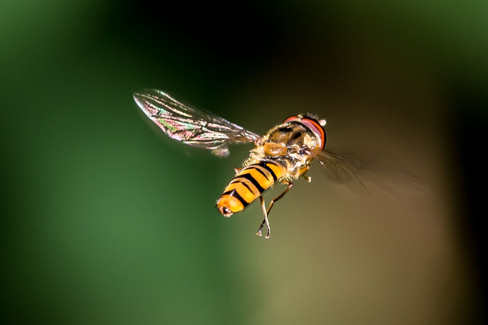 Nikon D600 sample photo. Fly, bienne, insect photography