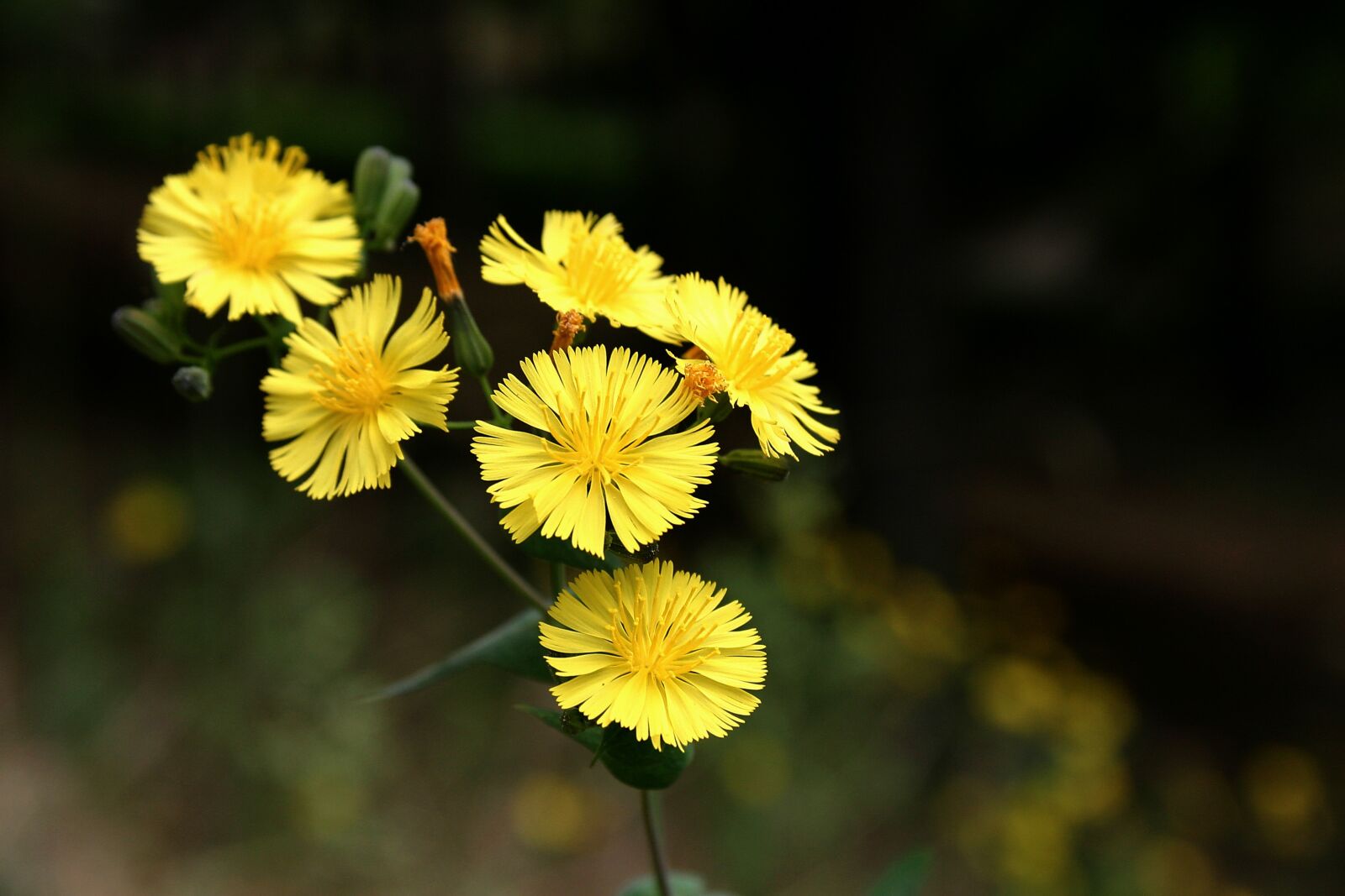 Canon EOS 300D (EOS Digital Rebel / EOS Kiss Digital) sample photo. Flowers, yellow flower, wildflower photography