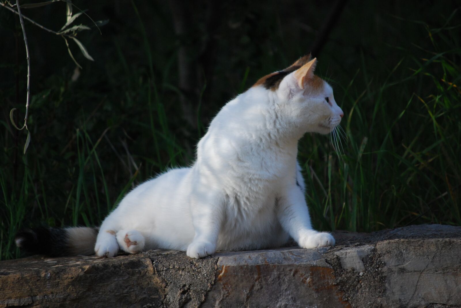 Nikon D60 sample photo. Cat, sitting, female photography