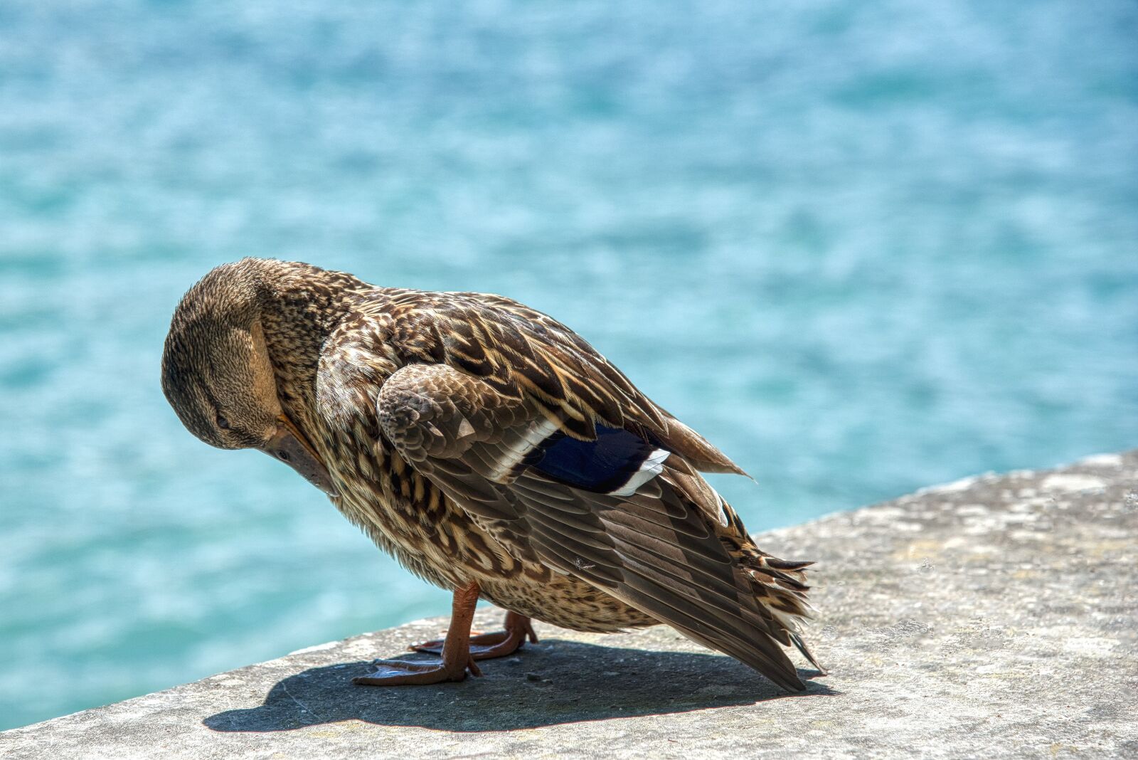 Nikon D750 sample photo. Mallard, anas platyrhynchos, anatidae photography