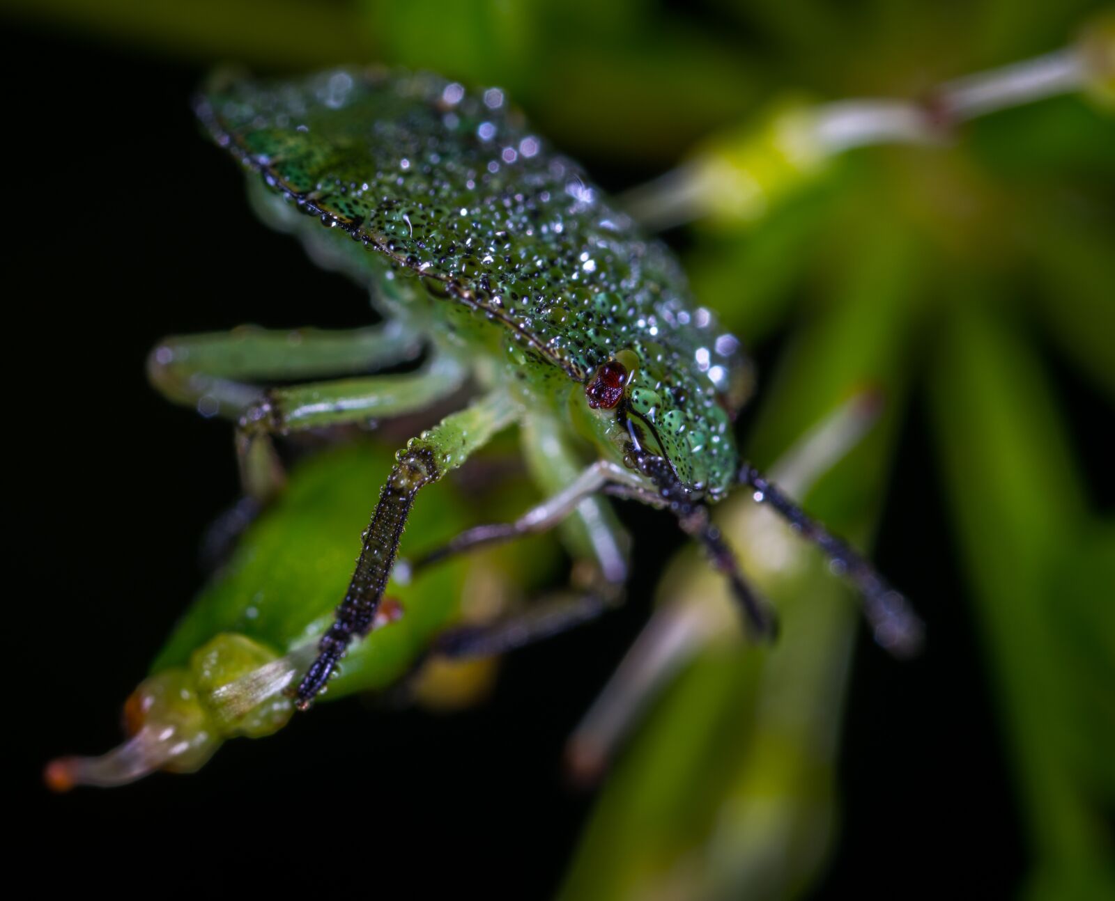 #124 65/2.8 sample photo. Bespozvonochnoe, insect, no one photography