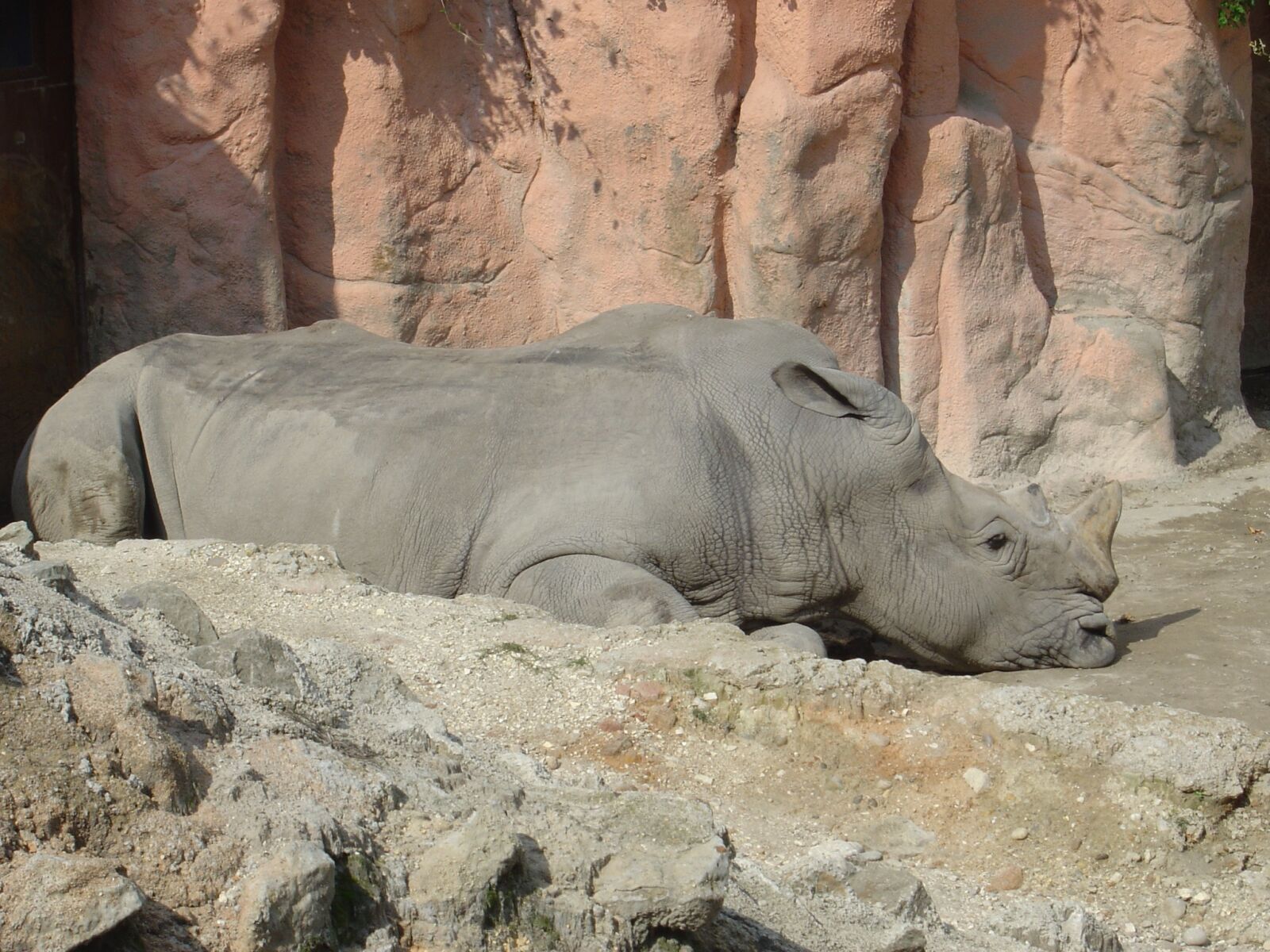 Sony DSC-P10 sample photo. Rhino, zoo photography