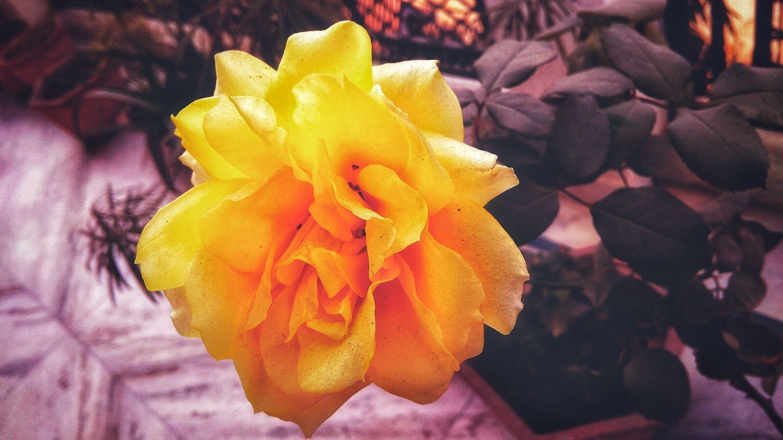 Xiaomi Redmi 4A sample photo. Flower, nature, color photography