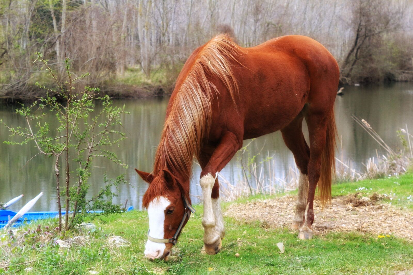 Canon EOS 700D (EOS Rebel T5i / EOS Kiss X7i) sample photo. Animals, chan, grass photography