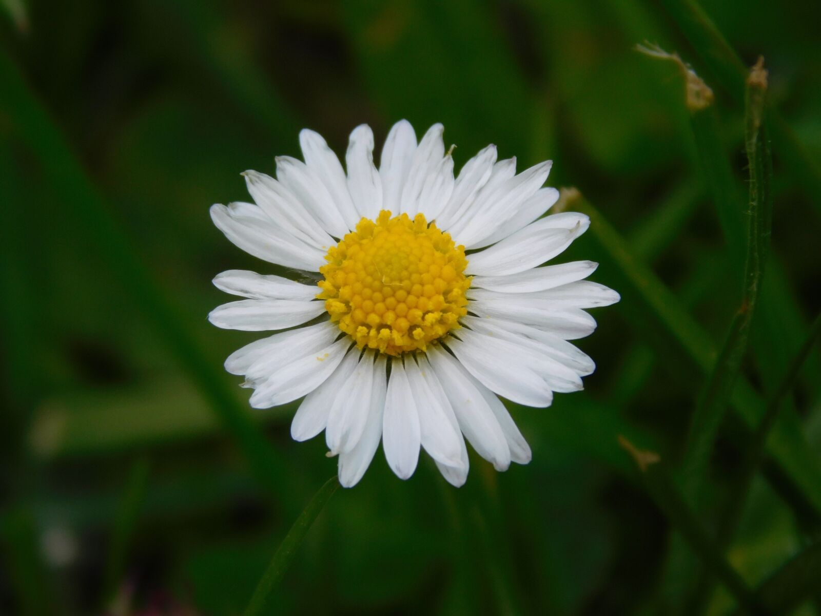 Nikon Coolpix L840 sample photo. Daisy, flower, nature photography