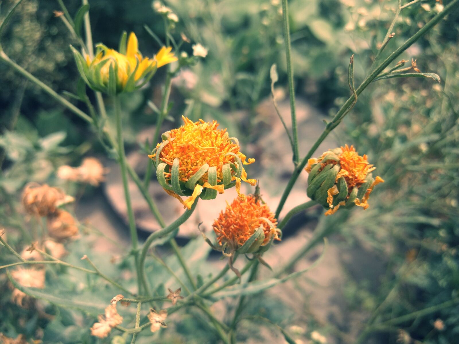 Motorola Moto G (4) sample photo. Nature, freshness, flowers photography