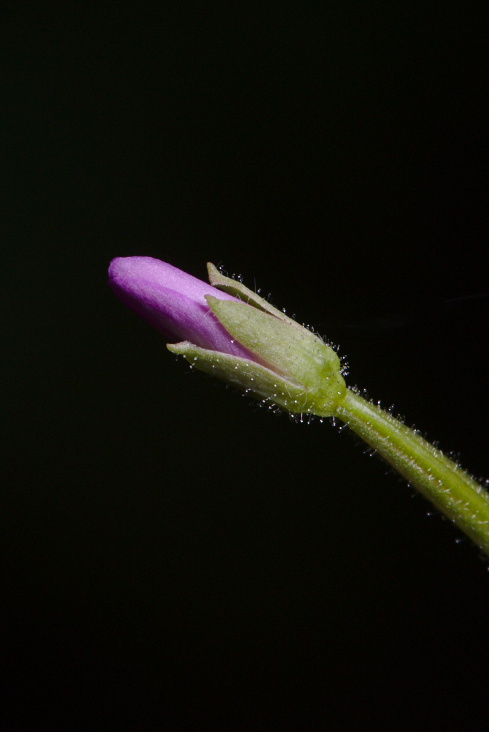 Canon EF 100mm F2.8L Macro IS USM sample photo. Blossom, bloom, forest photography