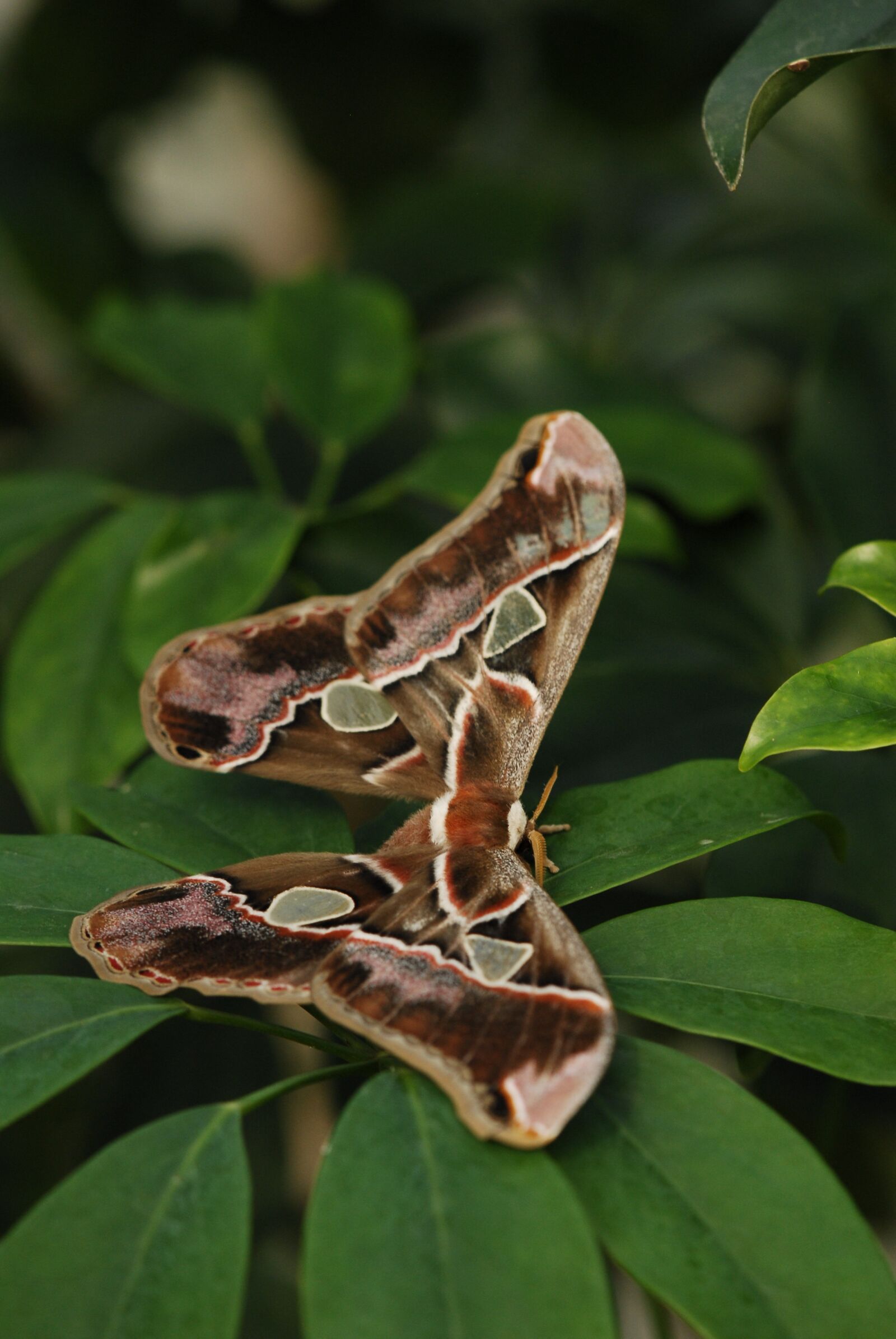 Nikon D200 sample photo. Butterfly, bug, colors photography