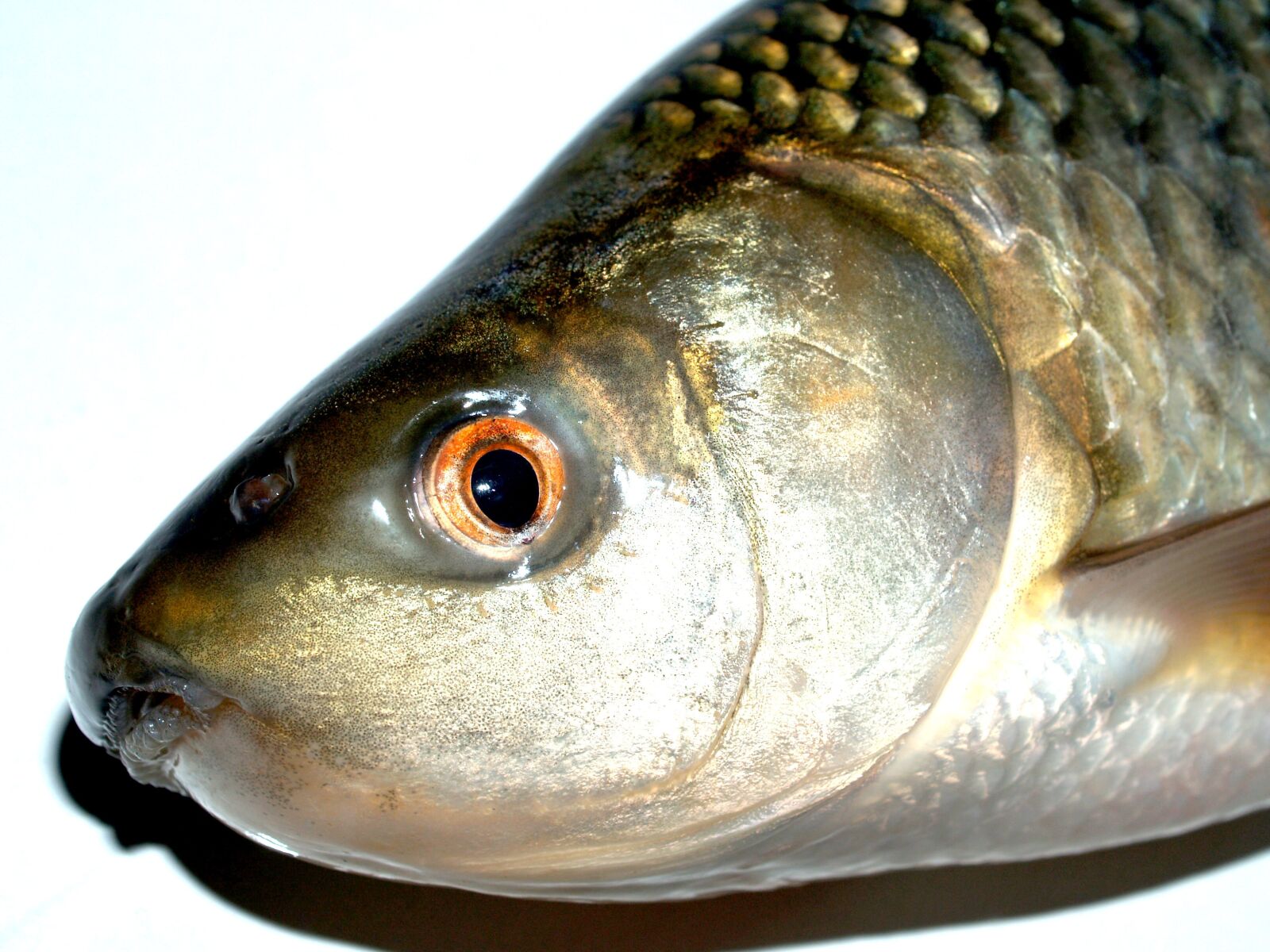 Olympus E-300 (EVOLT E-300) sample photo. Fish, carp, meal photography