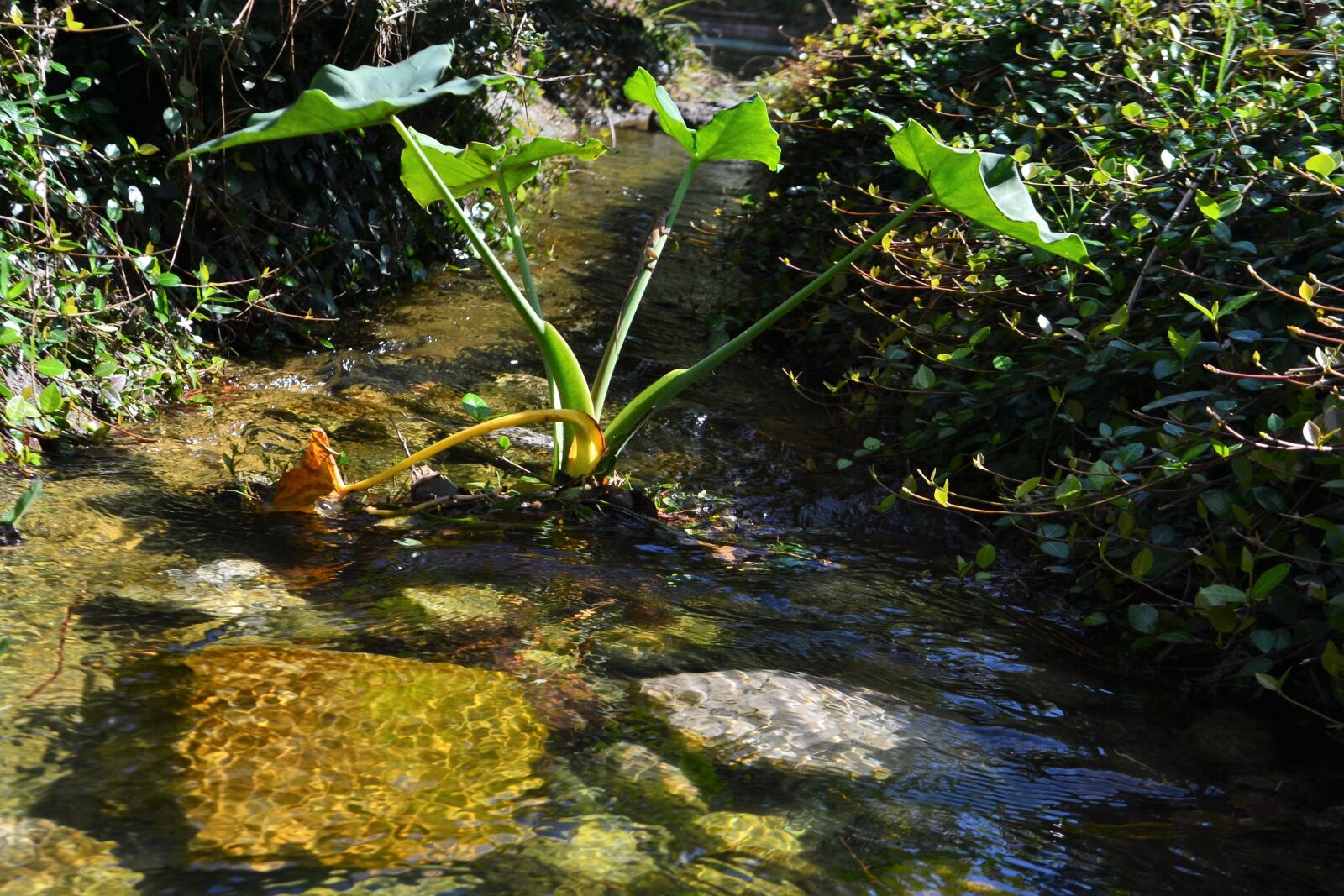 Nikon D3100 sample photo. Stream, creak, herman national photography