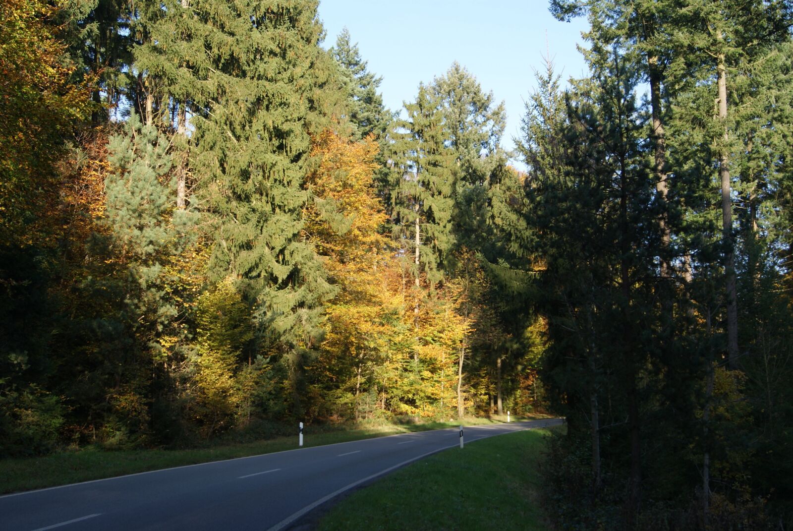 Sony Alpha DSLR-A230 sample photo. Autumn, road, forest photography