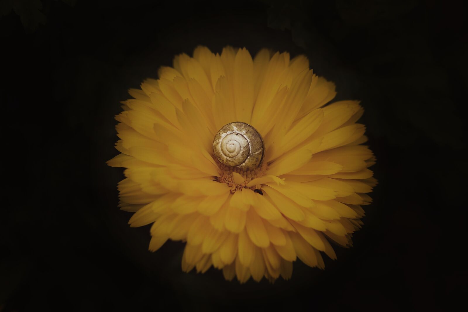Canon EOS 6D sample photo. Garden, flower, color photography