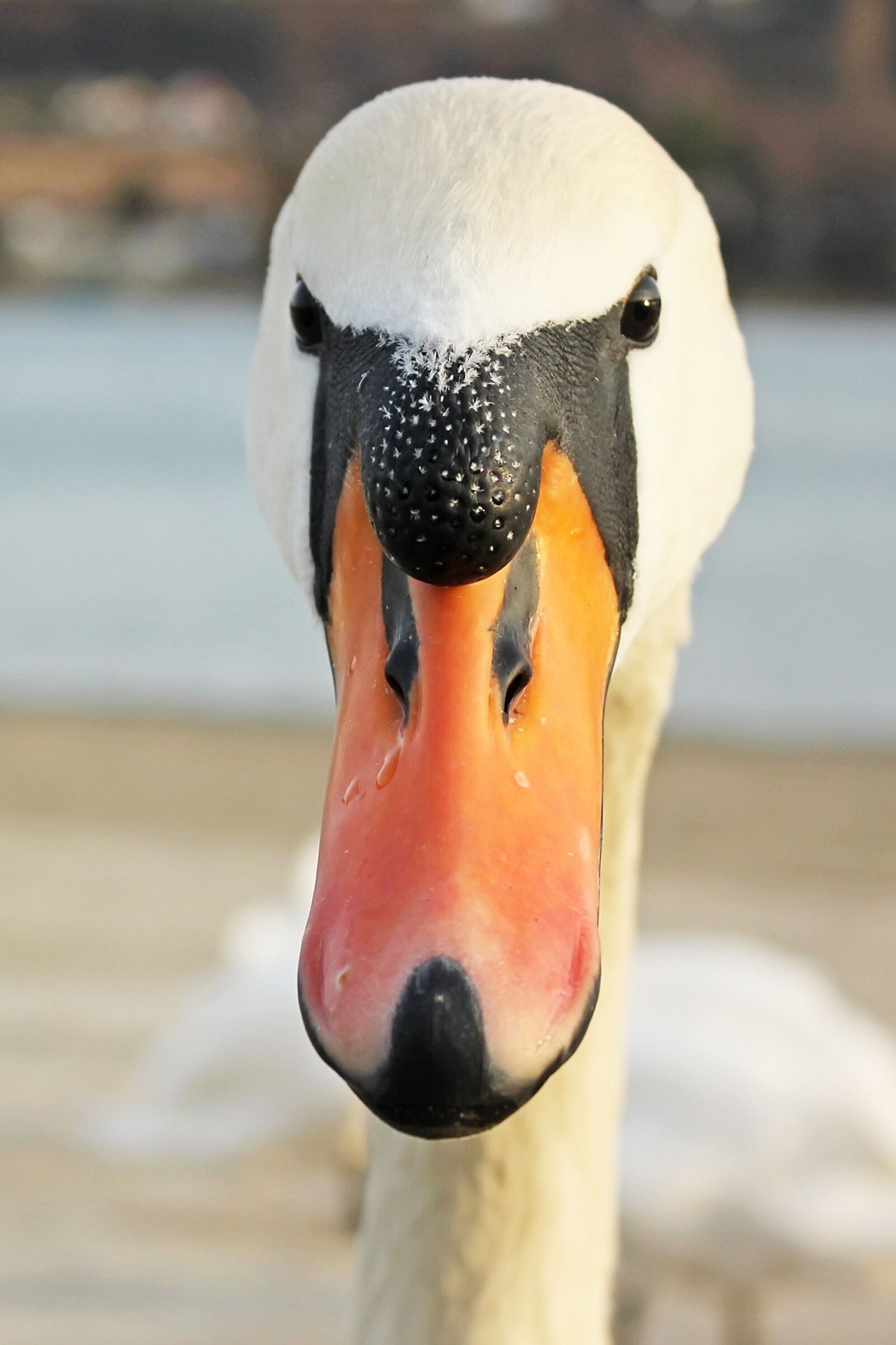 Canon EOS 550D (EOS Rebel T2i / EOS Kiss X4) sample photo. Swan, bird, nature photography