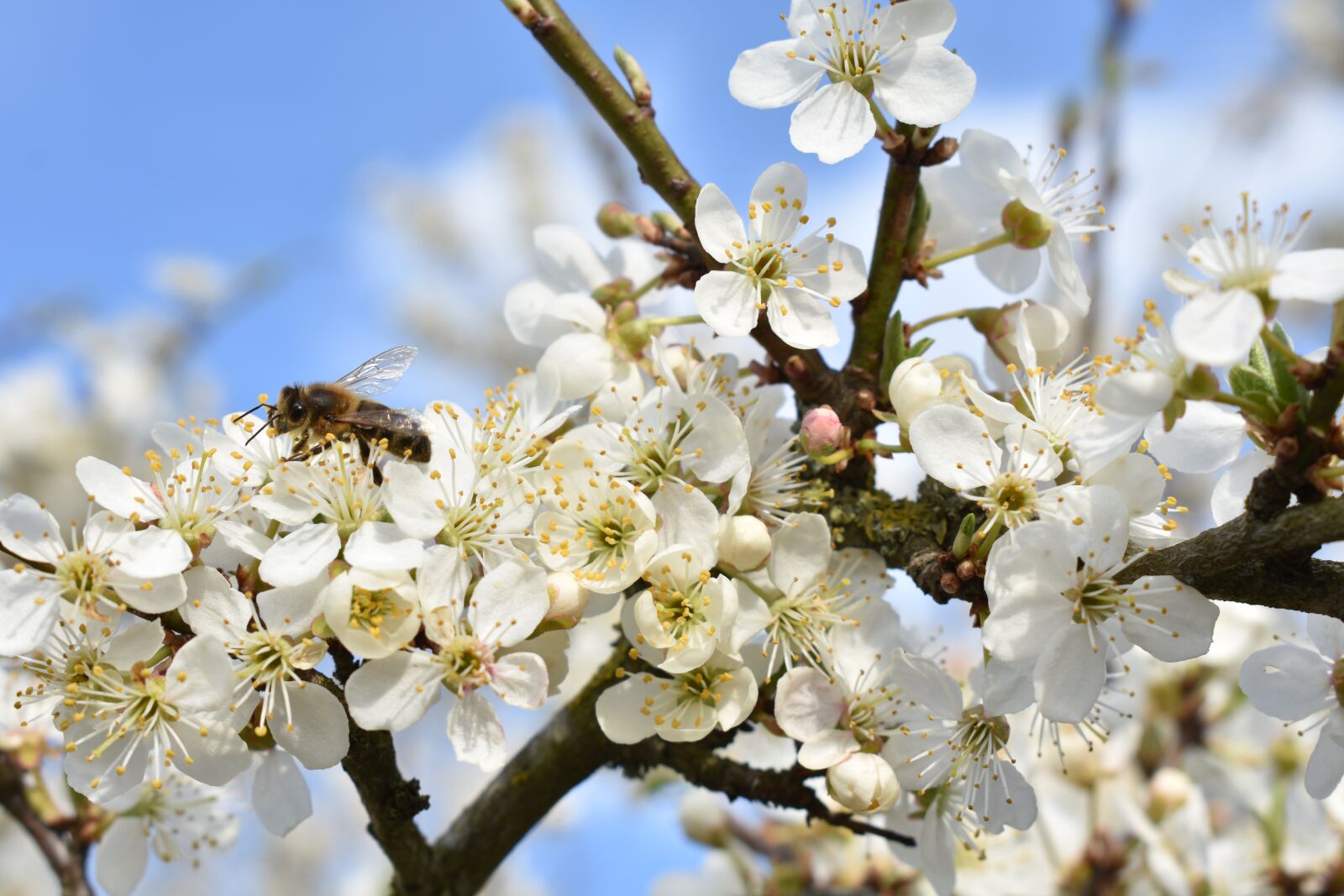 Nikon D3400 sample photo. Honey, bee, flowers photography